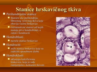 Stanice hrskavičnog tkivaStanice hrskavičnog tkiva
 Perihondrijalne stanicePerihondrijalne stanice
 Stanični dio perihondrija,Stanični dio perihondrija,
fibroznog vezivnog tkiva kojefibroznog vezivnog tkiva koje
obavija većinu hrskavicaobavija većinu hrskavica
 Germinativne stanice od kojihGerminativne stanice od kojih
nastaju prvo hondroblasti, anastaju prvo hondroblasti, a
zatim i hondrocitizatim i hondrociti
 HondroblastiHondroblasti
 nezrele stanice hrskavicenezrele stanice hrskavice
 HondrocitiHondrociti
 zrele stanice hrskavice koje suzrele stanice hrskavice koje su
zadržale sposobnost diobezadržale sposobnost diobe
 HondroklastiHondroklasti
 uklanjaju kalcificiranuuklanjaju kalcificiranu
hrskavicu, koja je tadahrskavicu, koja je tada
zamijenjena s koštanim tkivomzamijenjena s koštanim tkivom
 