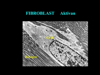 FIBROBLAST Aktivan
GER
Kolagen
 