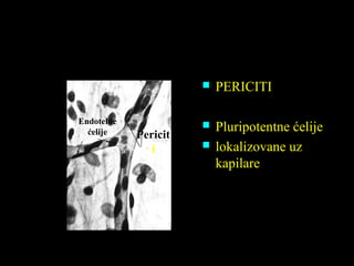  PERICITI
 Pluripotentne ćelije
 lokalizovane uz
kapilare
Endotelne
ćelije Pericit
i
 