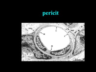 pericit
 