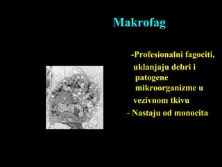 Makrofag
-Profesionalni fagociti,
uklanjaju debri i
patogene
mikroorganizme u
vezivnom tkivu
- Nastaju od monocita
 