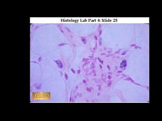 Histologija vezivnog tkiva. 