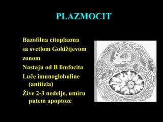 PLAZMOCIT
Bazofilna citoplazma
sa svetlom Goldžijevom
zonom
Nastaju od B limfocita
Luče imunoglobuline
(antitela)
Žive 2-3 nedelje, umiru
putem apoptoze
 