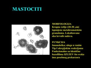 MASTOCITI
MORFOLOGIJA
Krupne ćelije (20-30 μm)
ispunjene metahromatskim
granulama. Lokalizovane
oko krvnih sudova.
FUNKCIJA
Imunološka; uloga u ranim
Tip I alergijskim reakcijama
Funkcionalno su identične
bazofilima IZUZEV što svaka
ima posebnog prekurzora
 