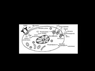 Histologija vezivnog tkiva. 