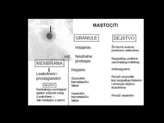 Histologija vezivnog tkiva. 