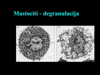 Mastociti - degranulacija
 