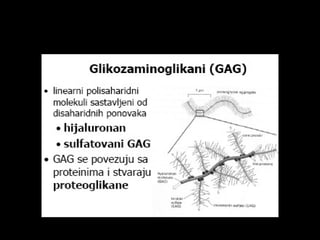 Histologija vezivnog tkiva. 