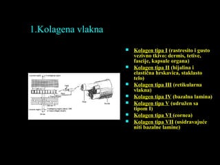 1.Kolagena vlakna
 Kolagen tipa I (rastresito i gusto
vezivno tkivo: dermis, tetive,
fascije, kapsule organa)
 Kolagen tipa II (hijalina i
elastična hrskavica, staklasto
telo)
 Kolagen tipa III (retikularna
vlakna)
 Kolagen tipa IV (bazalna lamina)
 Kolagen tipa V (udružen sa
tipom I)
 Kolagen tipa VI (cornea)
 Kolagen tipa VII (usidravajuće
niti bazalne lamine)
 