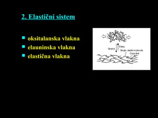 2. Elastični sistem
 oksitalanska vlakna
 elauninska vlakna
 elastična vlakna
 