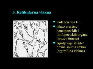 3. Retikularna vlakna
 Kolagen tipa III
 Ulaze u sastav
hemopoetskih i
limfopoetskih organa
(izuzev timusa)
 Ispoljavaju afinitet
prema solima srebra
(argirofilna vlakna)
 