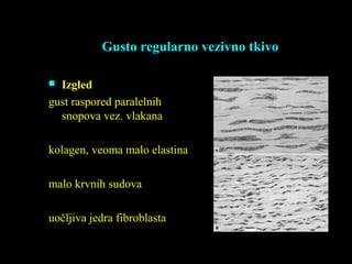 Gusto regularno vezivno tkivo
 Izgled
gust raspored paralelnih
snopova vez. vlakana
kolagen, veoma malo elastina
malo krvnih sudova
uočljiva jedra fibroblasta
 