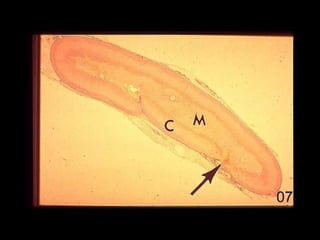 Histologija vezivnog tkiva. 