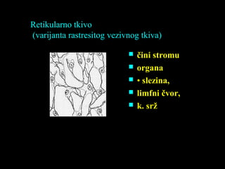 Retikularno tkivo
(varijanta rastresitog vezivnog tkiva)
 čini stromu
 organa
 • slezina,
 limfni čvor,
 k. srž
 