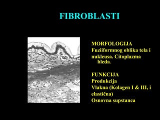 FIBROBLASTI
MORFOLOGIJA
Fuziiformnog oblika tela i
nukleusa. Citoplazma
bleda.
FUNKCIJA
Produkcija
Vlakna (Kolagen I & III, i
elastična)
Osnovna supstanca
 