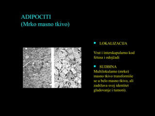 ADIPOCITI
(Mrko masno tkivo)
 LOKALIZACIJA
Vrat i interskapularno kod
fetusa i odojčadi
 SUDBINA
Multilokularno (mrko)
masno tkivo transformiše
se u belo masno tkivo, ali
zadržava svoj identitet
gladovanje i tumori).
 