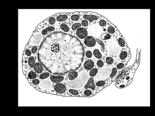 Histologija vezivnog tkiva. 