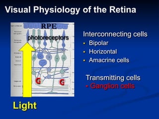 Interconnecting cells
▪ Bipolar
▪ Horizontal
▪ Amacrine cells
Visual Physiology of the Retina
Light
photoreceptors
RPE
Transmitting cells
▪ Ganglion cells
G G
 