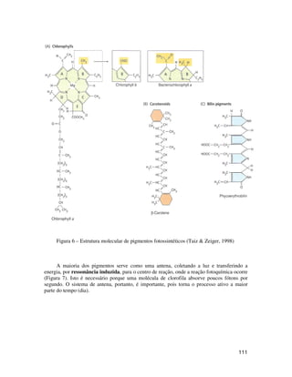 111 
Figura 6 – Estrutura molecular de pigmentos fotossintéticos (Taiz & Zeiger, 1998) 
A maioria dos pigmentos serve como uma antena, coletando a luz e transferindo a 
energia, por ressonância induzida, para o centro de reação, onde a reação fotoquímica ocorre 
(Figura 7). Isto é necessário porque uma molécula de clorofila absorve poucos fótons por 
segundo. O sistema de antena, portanto, é importante, pois torna o processo ativo a maior 
parte do tempo (dia). 
 