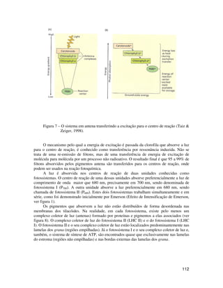 Figura 7 – O sistema em antena transferindo a excitação para o centro de reação (Taiz & 
112 
Zeiger, 1998). 
O mecanismo pelo qual a energia de excitação é passada da clorofila que absorve a luz 
para o centro de reação, é conhecido como transferência por ressonância induzida. Não se 
trata de uma re-emissão de fótons, mas de uma transferência de energia de excitação de 
molécula para molécula por um processo não radioativo. O resultado final é que 95 a 99% de 
fótons absorvidos pelos pigmentos antena são transferidos para os centros de reação, onde 
podem ser usados na reação fotoquímica. 
A luz é absorvida nos centros de reação de duas unidades conhecidas como 
fotossistemas. O centro de reação de uma dessas unidades absorve preferencialmente a luz de 
comprimento de onda maior que 680 nm, precisamente em 700 nm, sendo denominada de 
fotossistema I (P700). A outra unidade absorve a luz preferencialmente em 680 nm, sendo 
chamada de fotossistema II (P680). Estes dois fotossistemas trabalham simultaneamente e em 
série, como foi demonstrado inicialmente por Emerson (Efeito de Intensificação de Emerson, 
ver figura 1). 
Os pigmentos que absorvem a luz não estão distribuídos de forma desordenada nas 
membranas dos tilacóides. Na realidade, em cada fotossistema, existe pelo menos um 
complexo coletor de luz (antenas) formado por proteínas e pigmentos a elas associados (ver 
figura 8). O complexo coletor de luz do fotossistema II (LHC II) e o do fotossistema I (LHC 
I). O fotossistema II e o seu complexo coletor de luz estão localizados predominantemente nas 
lamelas dos grana (regiões empilhadas). Já o fotossistema I e o seu complexo coletor de luz e, 
também, o sistema de síntese de ATP, são encontrados quase que exclusivamente nas lamelas 
do estroma (regiões não empilhadas) e nas bordas externas das lamelas dos grana. 
 