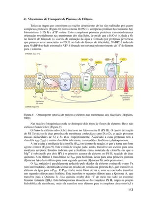 113 
d) Mecanismos de Transporte de Prótons e de Elétrons 
Todas as etapas que constituem as reações dependentes de luz são realizadas por quatro 
complexos protéicos (Figura 8): fotossistema II (PS II), complexo protéico do citocromo b6f, 
fotossistema I (PS I) e ATP sintase. Estes complexos possuem proteínas transmembranares 
orientadas vetorialmente nas membranas dos tilacóides, de modo que a H2O é oxidada a O2 
no lúmem do tilacóide (o sistema de oxidação da água é formado por proteínas periféricas 
que parecem estar associadas ao PS II, no lado do lúmem do tilacóide), NADP+ é reduzido 
para NADPH no lado estromal e ATP é liberado no estroma pelo movimento de H+ do lúmem 
para o estroma. 
Figura 8 – O transporte vetorial de prótons e elétrons nas membranas dos tilacóides (Hopkins, 
2000) 
Nas reações fotoquímicas pode se distinguir dois tipos de fluxos de elétrons: fluxo não 
cíclico e fluxo cíclico (Figura 9). 
O fluxo de elétrons não cíclico inicia-se no fotossistema II (PS II). O centro de reação 
do PS II consiste de duas proteínas de membrana conhecidas como D1 e D2, as quais possuem 
massas moleculares de 32 e 34 kDa, respectivamente. Associado a estas proteínas tem a 
clorofila a680 (P680) e muitas clorofilas adicionais, carotenóides, feofitina e plastoquinonas. 
A luz excita a molécula de clorofila (P680) no centro de reação, o que a torna um forte 
agente redutor (Figura 9). Este centro de reação pode, então, transferir um elétron para uma 
molécula aceptora. Estudos indicam que a feofitina (uma molécula de clorofila em que o 
Mg2+ é substituído por dois H+) é o primeiro aceptor de elétrons no PS II, seguido de duas 
quinonas. Um elétron é transferido de P680 para feofitina, desta para uma primeira quinona 
(Quinona A) e desta última para uma segunda quinona (Quinona B), onde permanece. 
O P680 oxidado é paralelamente reduzido pelo doador de elétrons conhecido como Yz 
(um intermediário, identificado como um resíduo de tirosina na proteína D1), que transfere os 
elétrons da água para o P680. O P680 recebe outro fóton de luz e, uma vez excitado, transfere 
um segundo elétron para feofitina. Esta transfere o segundo elétron para a Quinona A, que 
transfere para a Quinona B. Esta quinona recebe dois H+ do meio (no lado do estroma) 
ficando reduzida (QH2). Esta hidroquinona dissocia-se do complexo PS II, migra na porção 
hidrofóbica da membrana, onde ela transfere seus elétrons para o complexo citocromo b6f e 
 