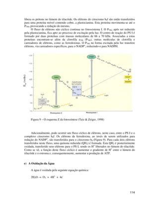 libera os prótons no lúmem do tilacóide. Os elétrons do citocromo b6f são então transferidos 
para uma proteína móvel contendo cobre, a plastocianina. Esta proteína movimenta-se até o 
P700, provocando a redução do mesmo. 
O fluxo de elétrons não cíclico continua no fotossistema I. O P700, após ser reduzido 
pela plastocianina, fica apto ao processo de excitação pela luz. O centro de reação do PS I é 
formado por duas proteínas com massas moleculares de 66 a 70 kDa. Associadas a estas 
proteínas encontram-se além da clorofila a700 (P700), outras moléculas de clorofila e 
carreadores de elétrons, como as ferredoxinas. O P700 na forma excitada pela luz transfere 
elétrons, via carreadores específicos, para o NADP+, reduzindo-o para NADPH. 
114 
Figura 9 – O esquema Z da fotossíntese (Taiz & Zeiger, 1998) 
Adicionalmente, pode ocorrer um fluxo cíclico de elétrons, neste caso, entre o PS I e o 
complexo citocromo b6f. Os elétrons da ferredoxina, ao invés de serem utilizados para 
redução do NADP+, são transferidos para o citocromo b6 (Figura 9). Para cada dois elétrons 
transferidos neste fluxo, uma quinona reduzida (QH2) é formada. Esta QH2 é posteriormente 
oxidada, transferido seus elétrons para o PS I, sendo os H+ liberados no lúmem do tilacóide. 
Como se vê, a função deste fluxo cíclico é aumentar o gradiente de H+ entre o lúmem do 
tilacóide e o estroma e, consequentemente, aumentar a produção de ATP. 
e) A Oxidação da Água 
A água é oxidada pela seguinte equação química: 
2H2O ® O2 + 4H+ + 4e- 
Em (volts) 
 