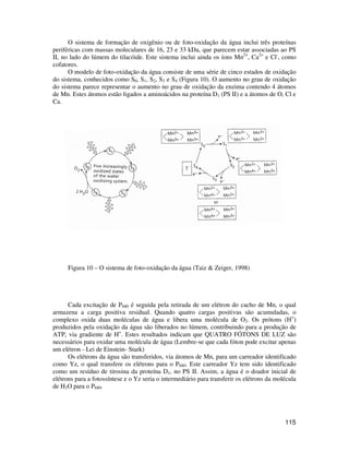 O sistema de formação de oxigênio ou de foto-oxidação da água inclui três proteínas 
periféricas com massas moleculares de 16, 23 e 33 kDa, que parecem estar associadas ao PS 
II, no lado do lúmem do tilacóide. Este sistema inclui ainda os íons Mn2+, Ca2+ e Cl-, como 
cofatores. 
O modelo de foto-oxidação da água consiste de uma série de cinco estados de oxidação 
do sistema, conhecidos como S0, S1, S2, S3 e S4 (Figura 10). O aumento no grau de oxidação 
do sistema parece representar o aumento no grau de oxidação da enzima contendo 4 átomos 
de Mn. Estes átomos estão ligados a aminoácidos na proteína D1 (PS II) e a átomos de O, Cl e 
Ca. 
115 
Figura 10 – O sistema de foto-oxidação da água (Taiz & Zeiger, 1998) 
Cada excitação de P680 é seguida pela retirada de um elétron do cacho de Mn, o qual 
armazena a carga positiva residual. Quando quatro cargas positivas são acumuladas, o 
complexo oxida duas moléculas de água e libera uma molécula de O2. Os prótons (H+) 
produzidos pela oxidação da água são liberados no lúmem, contribuindo para a produção de 
ATP, via gradiente de H+. Estes resultados indicam que QUATRO FÓTONS DE LUZ são 
necessários para oxidar uma molécula de água (Lembre-se que cada fóton pode excitar apenas 
um elétron - Lei de Einstein- Stark) 
Os elétrons da água são transferidos, via átomos de Mn, para um carreador identificado 
como Yz, o qual transfere os elétrons para o P680. Este carreador Yz tem sido identificado 
como um resíduo de tirosina da proteína D1, no PS II. Assim, a água é o doador inicial de 
elétrons para a fotossíntese e o Yz seria o intermediário para transferir os elétrons da molécula 
de H2O para o P680. 
 