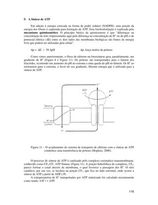 116 
f) A Síntese de ATP 
Em adição à energia estocada na forma de poder redutor (NADPH), uma porção da 
energia dos fótons é capturada para formação de ATP. Esta fotofosforilação é explicada pelo 
mecanismo quimiosmótico. O princípio básico da quimiosmose é que “diferenças na 
concentração de íons (representadas aqui pela diferença na concentração de H+ ou de pH) e de 
potencial elétrico (DE) entre os dois lados das membranas biológicas são fontes de energia 
livre que podem ser utilizadas pela célula”. 
Dp = DE + 59 DpH Dp: força motriz de prótons 
Como vimos anteriormente, o fluxo de elétrons na fotossíntese gera, paralelamente, um 
gradiente de H+ (Figura 8 e Figura 11). Os prótons são transportados para o lúmem dos 
tilacóides, ocorrendo um aumento do pH no estroma e uma queda do pH no lúmem. Os H+ ao 
retornarem para o estroma, a favor do seu gradiente, liberam energia que é utilizada para a 
síntese de ATP. 
Figura 11 – O acoplamento do sistema de transporte de elétrons com a síntese de ATP 
estabelece uma transferência de prótons (Hopkins, 2000). 
O processo de síntese de ATP é catalisado pelo complexo enzimático transmembranar, 
conhecido como CFo-CF1 ATP Sintase (Figura 11). A porção hidrofóbica do complexo, CFo, 
parece formar o canal através da membrana, o qual favorece a passagem dos H+. O sítio 
catalítico, por sua vez, se localiza na porção CF1, que fica no lado estromal, onde ocorre a 
síntese de ATP a partir de ADP e Pi. 
A estequiometria de H+ transportados por ATP sintetizado foi calculado recentemente 
como sendo: 4 H+ / 1 ATP. 
 