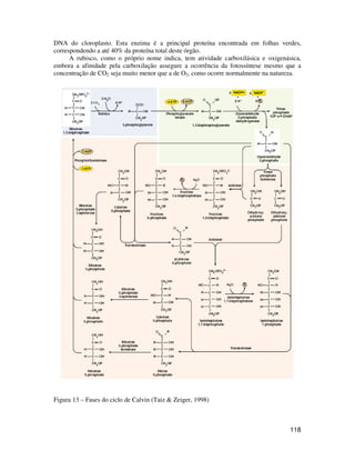 DNA do cloroplasto. Esta enzima é a principal proteína encontrada em folhas verdes, 
correspondendo a até 40% da proteína total deste órgão. 
A rubisco, como o próprio nome indica, tem atividade carboxilásica e oxigenásica, 
embora a afinidade pela carboxilação assegure a ocorrência da fotossíntese mesmo que a 
concentração de CO2 seja muito menor que a de O2, como ocorre normalmente na natureza. 
118 
Figura 13 – Fases do ciclo de Calvin (Taiz & Zeiger, 1998) 
 