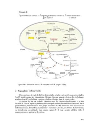 120 
Situação 2: 
­[ortofosfato no citosol]  ­ exportação de triose-fosfato  ­ síntese de sacarose 
para o citosol no citosol 
Figura 14 – Síntese de amido e de sacarose (Taiz  Zeiger, 1998) 
c) Regulação do Ciclo de Calvin 
Cinco enzimas do ciclo de Calvin são reguladas pela luz: rubisco (fase de carboxilação); 
NADP: desidrogenase do gliceraldeído-3-fosfato (fase de redução); frutose-1,6-bisfosfatase, 
sedoheptulose-1,7-bisfosfatase e quinase ribulose-5-fosfato (fase de regeneração). 
A enzima da fase de redução (desidrogenase do gliceraldeído-3-fosfato) e as três 
enzimas da fase de regeneração são controladas pelo sistema ferredoxina-tiorredoxina. Estas 
quatro enzimas possuem um ou mais grupos dissulfeto (S¾S). No escuro estes resíduos estão 
na forma oxidada, deixando a enzima inativa ou subativa. Na luz, os elétrons da ferredoxina, 
via tiorredoxina, são utilizados para reduzir o grupo S¾S para o estado sulfidrila (SH). A 
mudança promove a ativação da enzima. 
 