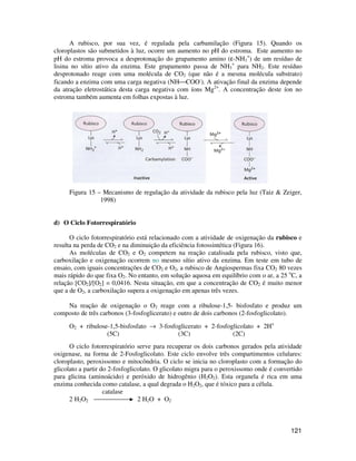 A rubisco, por sua vez, é regulada pela carbamilação (Figura 15). Quando os 
cloroplastos são submetidos à luz, ocorre um aumento no pH do estroma. Este aumento no 
pH do estroma provoca a desprotonação do grupamento amino (e-NH3 
+) de um resíduo de 
121 
lisina no sítio ativo da enzima. Este grupamento passa de NH3 
+ para NH2. Este resíduo 
desprotonado reage com uma molécula de CO2 (que não é a mesma molécula substrato) 
ficando a enzima com uma carga negativa (NH¾COO-). A ativação final da enzima depende 
da atração eletrostática desta carga negativa com íons Mg2+. A concentração deste íon no 
estroma também aumenta em folhas expostas à luz. 
Figura 15 – Mecanismo de regulação da atividade da rubisco pela luz (Taiz  Zeiger, 
1998) 
d) O Ciclo Fotorrespiratório 
O ciclo fotorrespiratório está relacionado com a atividade de oxigenação da rubisco e 
resulta na perda de CO2 e na diminuição da eficiência fotossintética (Figura 16). 
As moléculas de CO2 e O2 competem na reação catalisada pela rubisco, visto que, 
carboxilação e oxigenação ocorrem no mesmo sítio ativo da enzima. Em teste em tubo de 
ensaio, com iguais concentrações de CO2 e O2, a rubisco de Angiospermas fixa CO2 80 vezes 
mais rápido do que fixa O2. No entanto, em solução aquosa em equilíbrio com o ar, a 25 oC, a 
relação [CO2]/[O2] = 0,0416. Nesta situação, em que a concentração de CO2 é muito menor 
que a de O2, a carboxilação supera a oxigenação em apenas três vezes. 
Na reação de oxigenação o O2 reage com a ribulose-1,5- bisfosfato e produz um 
composto de três carbonos (3-fosfoglicerato) e outro de dois carbonos (2-fosfoglicolato). 
O2 + ribulose-1,5-bisfosfato ® 3-fosfoglicerato + 2-fosfoglicolato + 2H+ 
(5C) (3C) (2C) 
O ciclo fotorrespiratório serve para recuperar os dois carbonos gerados pela atividade 
oxigenase, na forma de 2-Fosfoglicolato. Este ciclo envolve três compartimentos celulares: 
cloroplasto, peroxissomo e mitocôndria. O ciclo se inicia no cloroplasto com a formação do 
glicolato a partir do 2-fosfoglicolato. O glicolato migra para o peroxissomo onde é convertido 
para glicina (aminoácido) e peróxido de hidrogênio (H2O2). Esta organela é rica em uma 
enzima conhecida como catalase, a qual degrada o H2O2, que é tóxico para a célula. 
catalase 
2 H2O2 2 H2O + O2 
 