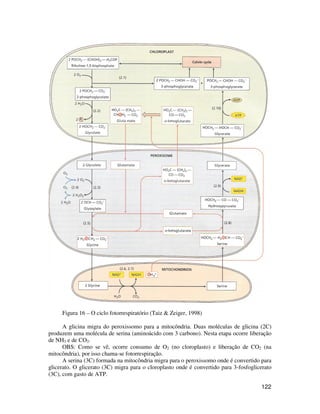 122 
Figura 16 – O ciclo fotorrespiratório (Taiz  Zeiger, 1998) 
A glicina migra do peroxissomo para a mitocôndria. Duas moléculas de glicina (2C) 
produzem uma molécula de serina (aminoácido com 3 carbono). Nesta etapa ocorre liberação 
de NH3 e de CO2. 
OBS: Como se vê, ocorre consumo de O2 (no cloroplasto) e liberação de CO2 (na 
mitocôndria), por isso chama-se fotorrespiração. 
A serina (3C) formada na mitocôndria migra para o peroxissomo onde é convertido para 
glicerato. O glicerato (3C) migra para o cloroplasto onde é convertido para 3-fosfoglicerato 
(3C), com gasto de ATP. 
 
