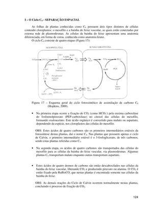 124 
I – O Ciclo C4 - SEPARAÇÃO ESPACIAL 
As folhas de plantas conhecidas como C4 possuem dois tipos distintos de células 
contendo cloroplastos: o mesofilo e a bainha do feixe vascular, as quais estão conectadas por 
extensa rede de plasmodesmas. As células da bainha do feixe apresentam uma anatomia 
diferenciada, em forma de coroa, conhecida como anatomia kranz. 
O ciclo C4 consiste de quatro etapas (Figura 17): 
Figura 17 – Esquema geral do ciclo fotossintético de assimilação de carbono C4 
(Hopkins, 2000). 
• Na primeira etapa ocorre a fixação de CO2 (como HCO3 
-) pela enzima carboxilase 
do fosfoenolpiruvato (PEP-carboxilase) no citosol das células do mesofilo, 
formando oxaloacetato. Este ácido orgânico é convertido para malato ou aspartato, 
dependendo da espécie, nos cloroplastos das células do mesofilo. 
OBS: Estes ácidos de quatro carbonos são os primeiros intermediários estáveis da 
fotossíntese destas plantas, daí o nome C4. Nas plantas que possuem apenas o ciclo 
de Calvin, o primeiro intermediário estável é o 3-fosfoglicerato, de três carbonos, 
sendo estas plantas referidas como C3. 
• Na segunda etapa, os ácidos de quatro carbonos são transportados das células do 
mesofilo para as células da bainha do feixe vascular, via plasmodesmas. Algumas 
plantas C4 transportam malato enquanto outras transportam aspartato. 
• Estes ácidos de quatro átomos de carbono são então descaboxilados nas células da 
bainha do feixe vascular, liberando CO2 e produzindo piruvato ou alanina. O CO2 é 
então fixado pela RuBisCO, que nestas plantas é encontrada somente nas células da 
bainha do feixe. 
OBS: As demais reações do Ciclo de Calvin ocorrem normalmente nestas plantas, 
concluindo o processo de fixação de CO2. 
 
