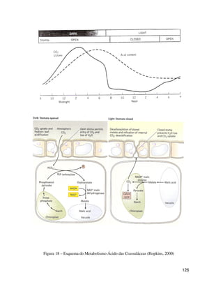 126 
Figura 18 – Esquema do Metabolismo Ácido das Crassuláceas (Hopkins, 2000) 
 