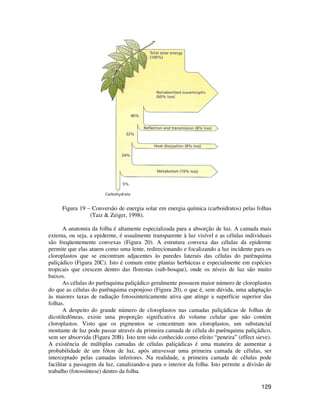 Figura 19 – Conversão de energia solar em energia química (carboidratos) pelas folhas 
129 
(Taiz  Zeiger, 1998). 
A anatomia da folha é altamente especializada para a absorção de luz. A camada mais 
externa, ou seja, a epiderme, é usualmente transparente à luz visível e as células individuais 
são freqüentemente convexas (Figura 20). A estrutura convexa das células da epiderme 
permite que elas atuem como uma lente, redirecionando e focalizando a luz incidente para os 
cloroplastos que se encontram adjacentes às paredes laterais das células do parênquima 
paliçádico (Figura 20C). Isto é comum entre plantas herbáceas e especialmente em espécies 
tropicais que crescem dentro das florestas (sub-bosque), onde os níveis de luz são muito 
baixos. 
As células do parênquima paliçádico geralmente possuem maior número de cloroplastos 
do que as células do parênquima esponjoso (Figura 20), o que é, sem dúvida, uma adaptação 
às maiores taxas de radiação fotossinteticamente ativa que atinge a superfície superior das 
folhas. 
A despeito do grande número de cloroplastos nas camadas paliçádicas de folhas de 
dicotiledôneas, existe uma proporção significativa do volume celular que não contém 
cloroplastos. Visto que os pigmentos se concentram nos cloroplastos, um substancial 
montante de luz pode passar através da primeira camada de célula do parênquima paliçádico, 
sem ser absorvida (Figura 20B). Isto tem sido conhecido como efeito “peneira” (effect sieve). 
A existência de múltiplas camadas de células paliçádicas é uma maneira de aumentar a 
probabilidade de um fóton de luz, após atravessar uma primeira camada de células, ser 
interceptado pelas camadas inferiores. Na realidade, a primeira camada de células pode 
facilitar a passagem da luz, canalizando-a para o interior da folha. Isto permite a divisão de 
trabalho (fotossíntese) dentro da folha. 
 
