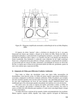 Figura 20 – Diagrama simplificada mostrando a redistribuição de luz na folha (Hopkins, 
130 
2000). 
O impacto do efeito “peneira” sobre a eficiência de absorção de luz é, em parte, 
balanceado por fatores que mudam a direção da luz dentro da folha. Dentro da folha, no 
parênquima paliçádico e, particularmente no parênquima esponjoso, a luz pode ser refletida e 
refratada nas superfícies entre a água e o ar, fazendo com que a sua direção seja alterada de 
forma casualizada. Este fenômeno é conhecido como dispersão da luz (light scattering). 
Neste caso, a dispersão da luz pela reflexão e refração, aumenta o comprimento do caminho a 
ser percorrido pela luz através da folha, aumentado a possibilidade da mesma ser absorvida. 
De fato, os trajetos que os fótons de luz percorrem dentro da folha são, geralmente, quatro ou 
mais vezes maiores que a espessura da folha. 
b) Adaptações de Folhas para Diferentes Condições Ambientais 
Nem todas as folhas são desenhadas como uma típica folha mesomórfica de 
dicotiledônea, como descrito acima. As folhas de muitas espécies apresentam modificações, 
associadas a adaptações às diferentes condições ambientais. Folhas de pinheiro, por exemplo, 
são mais circulares quando vistas em uma seção transversal. Sua capacidade para absorção de 
luz tem sido comprometida em favor de uma reduzida relação superfície/volume, uma 
modificação que evita a dessecação quando estas plantas são expostas ao ar seco do inverno. 
Em outros casos, tais como as espécies de regiões semi-áridas e áridas, as folhas são 
muito mais espessas, que permite o acúmulo de água. Em casos extremos, tais como os 
cactos, as folhas têm sido reduzidas para espinhos e o caule exerce uma dupla função: estoque 
de água e fotossíntese. 
As folhas absorvem o máximo de luz quando o limbo está perpendicular à luz incidente. 
Muitas espécies vegetais (alfafa, algodão, soja, feijão, espécies selvagens de Malvaceae, 
 