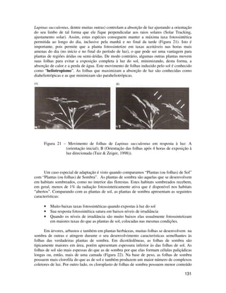 Lupinus succulentus, dentre muitas outras) controlam a absorção de luz ajustando a orientação 
do seu limbo de tal forma que ele fique perpendicular aos raios solares (Solar Tracking, 
ajustamento solar). Assim, estas espécies conseguem manter a máxima taxa fotossintética 
permitida ao longo do dia, inclusive pela manhã e no final da tarde (Figura 21). Isto é 
importante, pois permite que a planta fotossintetize em taxas aceitáveis nas horas mais 
amenas do dia (no início e no final do período de luz), o que pode ser uma vantagem para 
plantas de regiões áridas ou semi-áridas. De modo contrário, algumas outras plantas movem 
suas folhas para evitar a exposição completa à luz do sol, minimizando, desta forma, a 
absorção de calor e a perda de água. Este movimento de folhas induzido pelo sol é conhecido 
como “heliotropismo”. As folhas que maximizam a absorção de luz são conhecidas como 
diaheliotrópicas e as que minimizam são paraheliotrópicas. 
Figura 21 – Movimento de folhas de Lupinus succulentus em resposta à luz: A 
(orientação inicial); B (Orientação das folhas após 4 horas de exposição à 
luz direcionada (Taiz  Zeiger, 1998)). 
Um caso especial de adaptação é visto quando comparamos “Plantas (ou folhas) de Sol” 
com “Plantas (ou folhas) de Sombra”. As plantas de sombra são aquelas que se desenvolvem 
em habitats sombreados, como no interior das florestas. Estes habitats sombreados recebem, 
em geral, menos de 1% da radiação fotossinteticamente ativa que é disponível nos habitats 
“abertos”. Comparando com as plantas de sol, as plantas de sombra apresentam as seguintes 
características: 
• Muito baixas taxas fotossintéticas quando expostas à luz do sol 
• Sua resposta fotossintética satura em baixos níveis de irradiância 
• Quando os níveis de irradiância são muito baixos elas usualmente fotossintetizam 
131 
em maiores taxas do que as plantas de sol, colocadas nas mesmas condições. 
Em árvores, arbustos e também em plantas herbáceas, muitas folhas se desenvolvem na 
sombra de outras e atingem durante o seu desenvolvimento características semelhantes às 
folhas das verdadeiras plantas de sombra. Em dicotiledôneas, as folhas de sombra são 
tipicamente maiores em área, porém apresentam espessura inferior às das folhas de sol. As 
folhas de sol são mais espessas do que as de sombra por que elas formam células paliçádicas 
longas ou, então, mais de uma camada (Figura 22). Na base de peso, as folhas de sombra 
possuem mais clorofila do que as de sol e também produzem um maior número de complexos 
coletores de luz. Por outro lado, os cloroplasto de folhas de sombra possuem menor conteúdo 
 