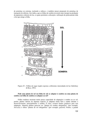 de proteínas no estroma, incluindo a rubisco, e também menor proporção de proteínas de 
transporte de elétrons. Isto indica, que as folhas de sombra investem mais energia na produção 
de pigmentos coletores de luz, os quais permitem a absorção e utilização de praticamente toda 
a luz que atinge a folha. 
SOL 
SOMBRA 
Figura 22 – Folhas de sugar maple expostas a diferentes intensidades de luz (Salisbury 
132 
 Ross, 1991) 
Pode uma planta de sol (ou folha de sol) se adaptar à sombra ou uma planta de 
sombra (ou folha de sombra) se adaptar ao sol? 
Folhas maduras mostram muito pouca capacidade de adaptação à sombra ou ao sol, 
porém, plantas inteiras de algumas espécies se adaptam muito bem a ambas durante o 
desenvolvimento, principalmente à sombra. É claro, existem limites genéticos para esta 
adaptação. Algumas plantas parecem ser “plantas de sombra obrigatórias (por exemplo, 
Alocasia) e outras plantas de sol obrigatórias (por exemplo, girassol). Porém, a grande 
 