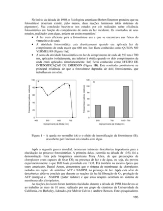 No início da década de 1940, o fisiologista americano Robert Emerson postulou que na 
fotossíntese deveriam existir, pelo menos, duas reações luminosas (dois sistemas de 
pigmentos). Sua conclusão baseou-se nos estudos por ele realizados sobre eficiência 
fotossintética em função do comprimento de onda da luz incidente. Os resultados de seus 
estudos, realizados com algas, podem ser assim resumidos: 
• A luz mais eficiente para a fotossíntese era a que se encontrava nas faixas do 
105 
vermelho e do azul; 
• A atividade fotossintética caía drasticamente quando era aplicada luz de 
comprimento de onda maior que 680 nm. Isto ficou conhecido como QUEDA NO 
VERMELHO (Figura 1A); 
• A soma da atividade fotossintética em luz de comprimento de onda de 650 nm e 700 
nm, aplicados isoladamente, era inferior à obtida quando os dois comprimentos de 
onda eram aplicados simultaneamente. Isto ficou conhecido como EFEITO DE 
INTENSIFICAÇÃO DE EMERSON (Figura 1B). Este resultado constituiu-se na 
principal evidência de que a fotossíntese dependia de dois fotossistemas, que 
trabalhavam em série. 
100 
80 
60 
40 
20 
0 
A 
400 500 600 700 
Comprimento de Onda (nm) 
120 
100 
80 
60 
40 
20 
0 
650 700 650 + 700 
Comprimento de Onda (nm) 
Fotossíntese (valores relativos) 
B 
Figura 1 – A queda no vermelho (A) e o efeito de intensificação da fotossíntese (B), 
descoberto por Emerson em estudos com algas 
Após a segunda guerra mundial, ocorreram inúmeras descobertas importantes para a 
Fotossíntese (valores relativos) 
elucidação do processo fotossintético. A primeira delas, ocorrida na década de 1950, foi a 
demonstração feita pela bioquímica americana Mary Allen, de que preparações de 
cloroplastos eram capazes de fixar CO2 na presença de luz e de água, ou seja, ela provou 
experimentalmente o que Hill havia postulado em 1937. Foi também na mesma época que 
outro americano, Daniel Arnon, demonstrou que o sistema de membranas de cloroplastos 
isolados era capaz de sintetizar ATP e NADPH, na presença de luz. Após esta série de 
descobertas pôde-se concluir que durante as reações da luz há liberação de O2, produção de 
ATP (energia) e NADPH (poder redutor) e que estas reações ocorriam no sistema de 
membranas dos cloroplastos. 
As reações do escuro foram também elucidadas durante a década de 1950. Isto deveu-se 
ao trabalho de mais de 10 anos, realizado por um grupo de cientistas da Universidade da 
Califórnia, em Berkeley, liderados por Melvin Calvin e Andrew Benson. Estes pesquisadores 
 