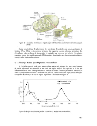 Figura 2 – Esquema mostrando a organização estrutural dos cloroplastos (Taiz & Zeiger, 
107 
1998) 
Outra característica do cloroplasto é a existência de grânulos de amido, gotículas de 
lipídio, DNA, RNA e ribossomos, próprios da organela. Assim, algumas proteínas dos 
cloroplastos são produtos da transcrição e tradução que ocorrem no próprio cloroplasto, 
enquanto outras são codificadas pelo DNA nuclear, sintetizadas nos ribossomos citosólicos e 
transportados para os cloroplastos. 
b) A Absorção de Luz pelos Pigmentos Fotossintéticos 
A clorofila aparece verde para nossos olhos porque ela absorve luz nos comprimentos 
de onda referentes ao vermelho e ao azul, na região visível do espectro, e a luz nos 
comprimentos de onda correspondente ao verde é refletida. Esta relação entre a absorção da 
luz e o comprimento de onda, é mostrada em gráficos conhecidos como espectro de absorção. 
O espectro de absorção de luz de alguns pigmentos é mostrado na figura 3. 
0,4 
0,3 
0,2 
0,1 
0,0 
Clorofila a + b 
Carotenóides 
400 450 500 550 600 650 700 750 
Comprimento de Onda (nm) 
Absorvância 
Figura 3 - Espectro de absorção das clorofilas (a + b) e dos carotenóides. 
 