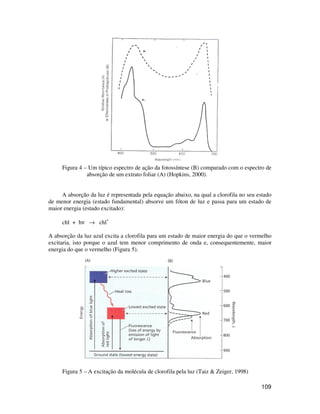 Figura 4 – Um típico espectro de ação da fotossíntese (B) comparado com o espectro de 
109 
absorção de um extrato foliar (A) (Hopkins, 2000). 
A absorção da luz é representada pela equação abaixo, na qual a clorofila no seu estado 
de menor energia (estado fundamental) absorve um fóton de luz e passa para um estado de 
maior energia (estado excitado): 
chl + hn ® chl* 
A absorção da luz azul excita a clorofila para um estado de maior energia do que o vermelho 
excitaria, isto porque o azul tem menor comprimento de onda e, consequentemente, maior 
energia do que o vermelho (Figura 5). 
Figura 5 – A excitação da molécula de clorofila pela luz (Taiz & Zeiger, 1998) 
 