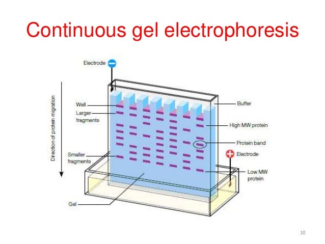 sds gel electrophoresis