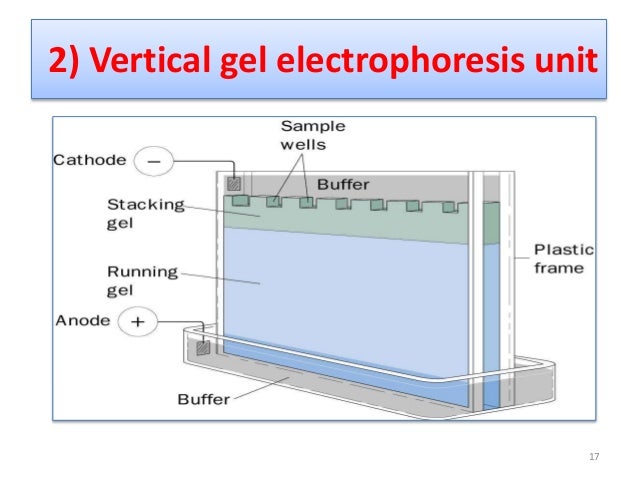 sds gel electrophoresis