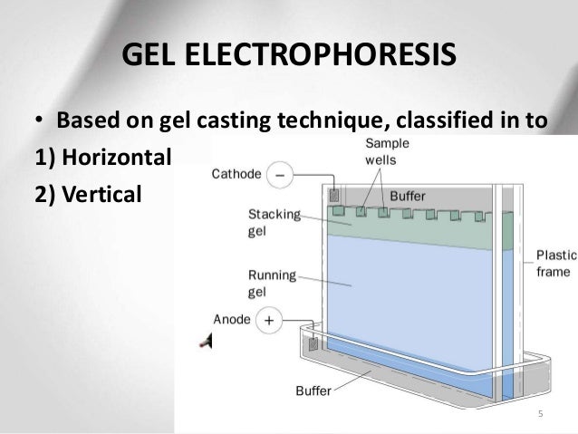 sds gel electrophoresis