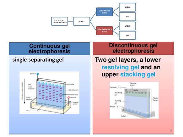 Vertical Gel Electrophoresis (SDS-PAGE)
