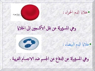 الجهاز الدوري و الدوران | PPTX
