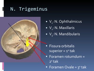 N. Trigeminus V 1 : N. Ophthalmicus V 2 : N. Maxillaris V 3 : N. Mandibularis Fissura orbitalis superior = 1 e  tak Foramen rotumdum = 2 e  tak Foramen Ovale = 3 e  tak  