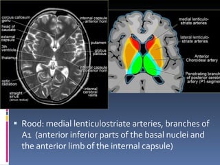 Rood: medial lenticulostriate arteries, branches of A1  ( anterior inferior parts of the basal nuclei and the anterior limb of the internal capsule) 