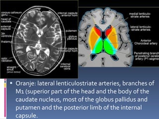 Oranje: lateral lenticulostriate arteries, branches of M1 (superior part of the head and the body of the caudate nucleus, most of the globus pallidus and putamen and the posterior limb of the internal capsule. 