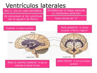 Ventrículos laterales
Son 2, uno en cada hemisferio Divididos por el Septo pelúcido
(o membrana pelúcida)
Se comunican al 3er ventrículo
por el agujero de Monro Tiene forma de “C”
Cuerpo → Lóbulo parietal
Asta (o cuerno) anterior → que se
extiende al lobulo frontal
Asta posterior → Lobulo
occipital →”Atrio o trígono”
Asta inferior → Curva al lobulo
parietal
 